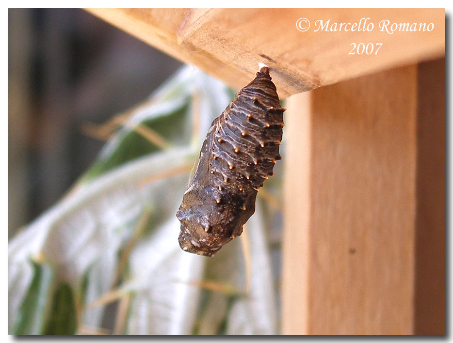 Bruco, crisalide e adulti di Melitaea aetherie (Nymphalidae)